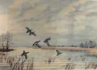 Conjunto 4 quadros de aves aquáticas | Set of 4 prints of waterfowl