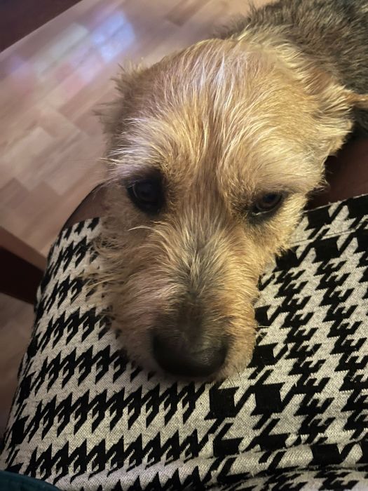 Terrier traci dom