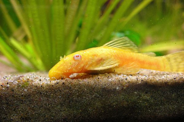 Glonojad złoty Ancistrus( ZłOTY)   2,5 - 3,5cm