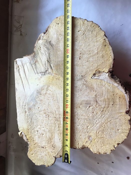 Кап клена яменелистого.