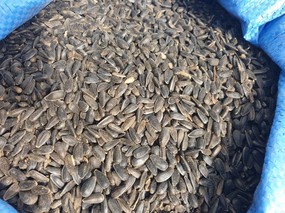 Słonecznik w łupie - np dla ptaków