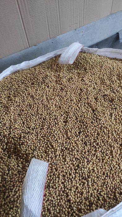 Soja abaca zbior 2025