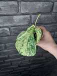 Amydrium Medium Variegata szczyt #1