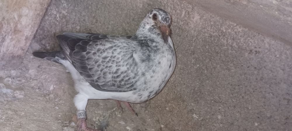 Pombos correios para venda de vários anos e varios  preços