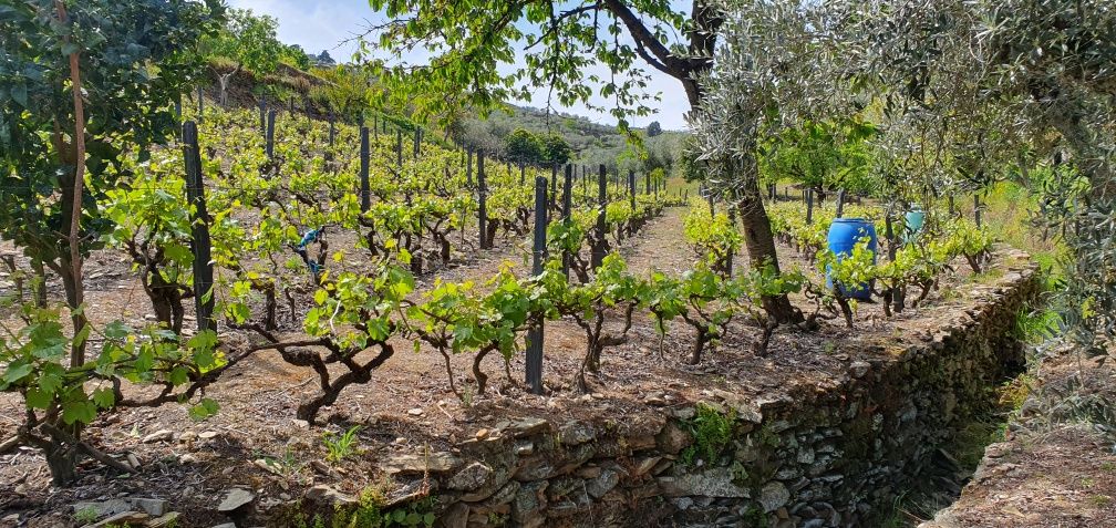 Vinha no Douro para venda