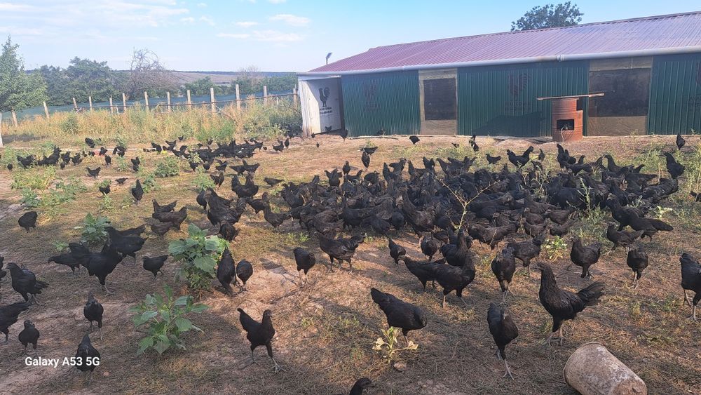 Продам чёрный куры