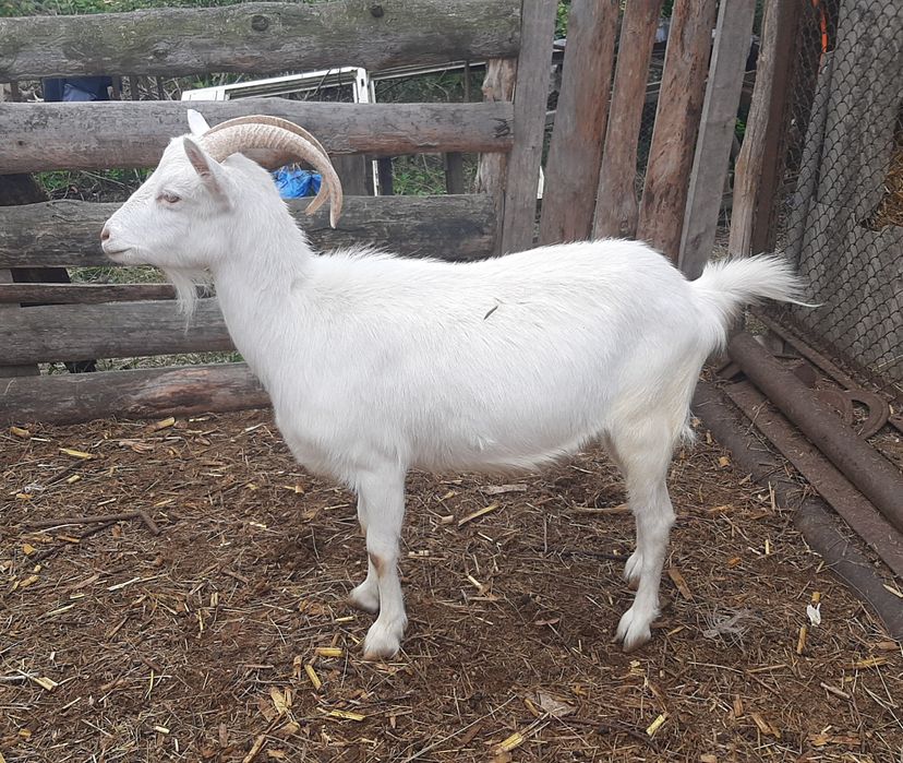 Заано-альпийские козы.