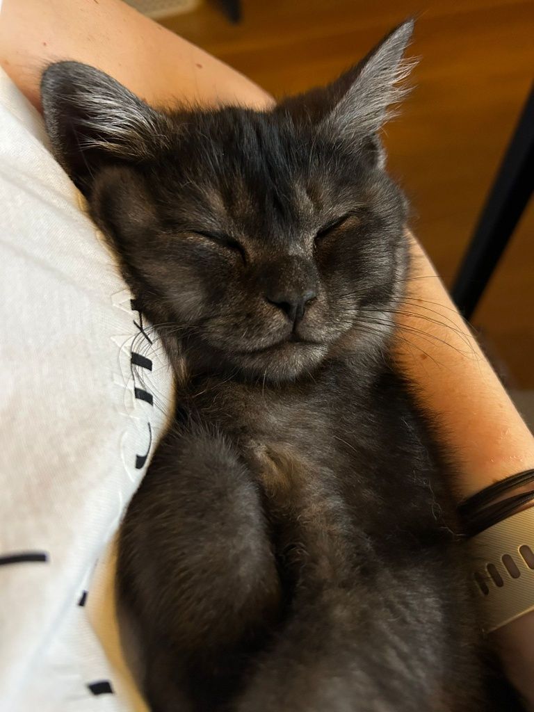 Gatinho scottish fold