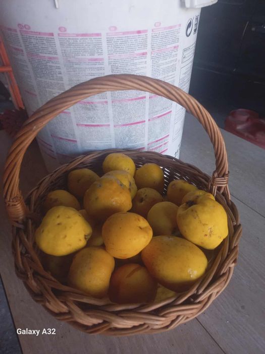 Owoce Pigwowca Japońskiego