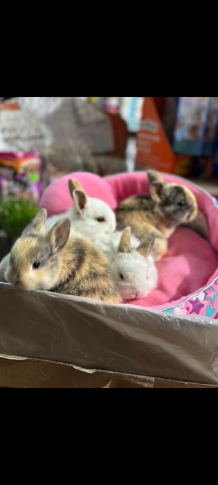 Супер мини и стандарт кролики