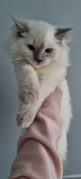Chłopiec ragdoll blue point