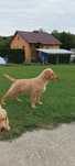 Golden Retriever piesek