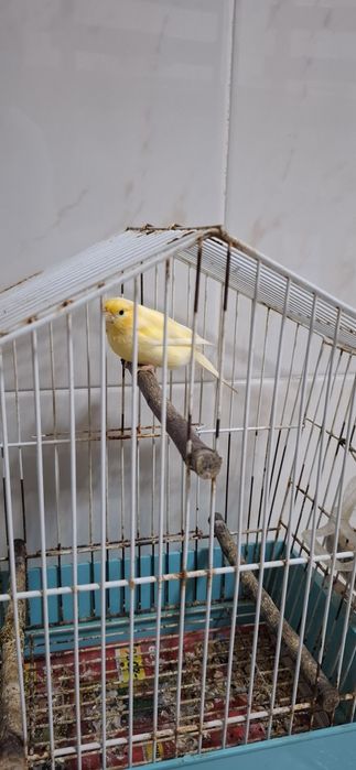 Vendo 2 Canários saudáveis e ativos