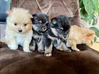 Szpic miniaturowy Pomeranian beżowy black tan