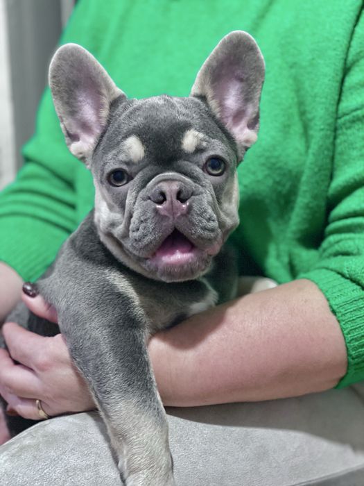 Французька булочка‼️Лілак Тан‼️