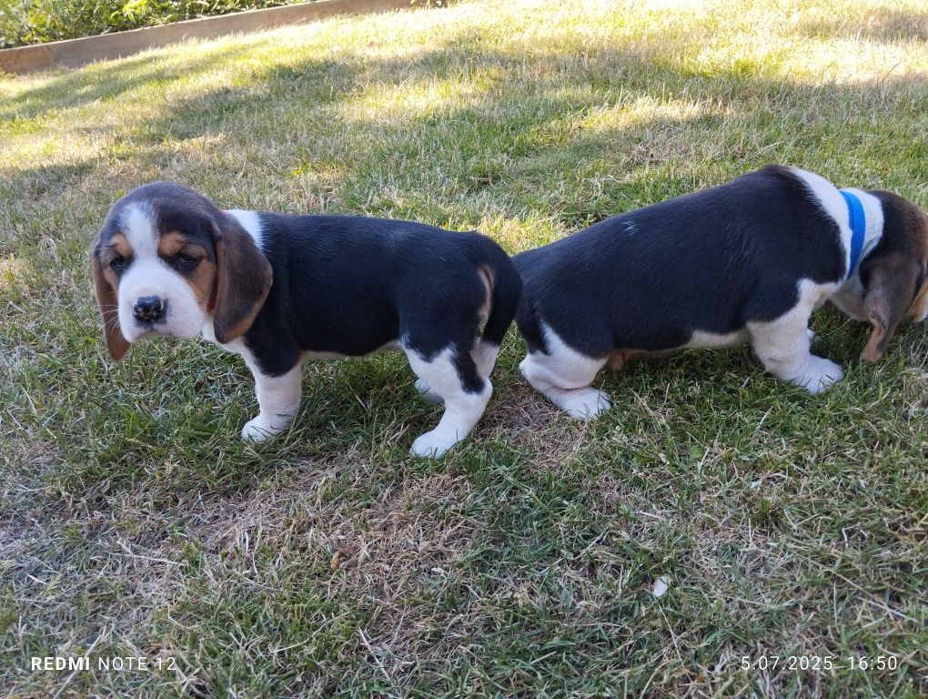 Piękny Beagle Szczeniak