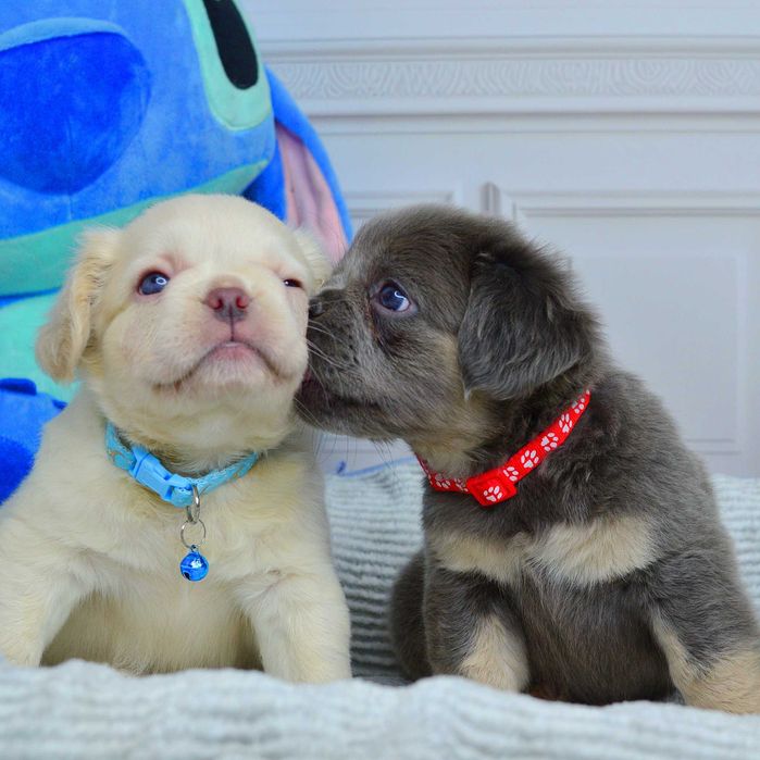 Прекрасні малюки у пошуках люблячих родин!!!