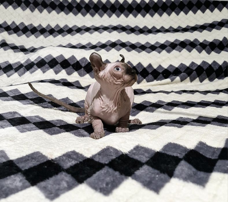 Мальчик. Порода Эльф.