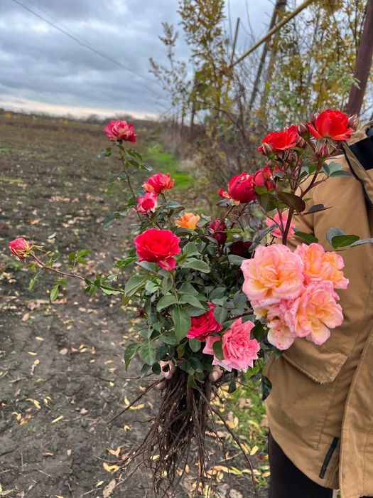 Саджанці троянд набори Ч/Г і Спрей