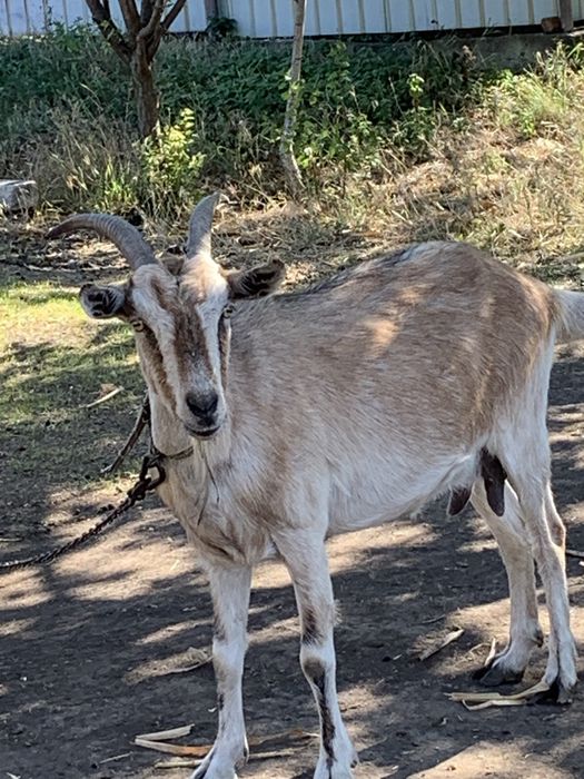 Продам козу