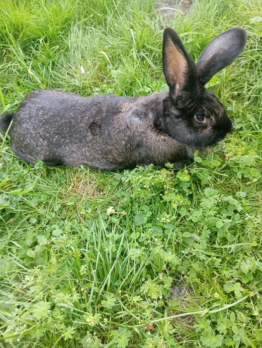 Królik samica młoda 2 letnia i 2 młode króliki 4 miesięczne