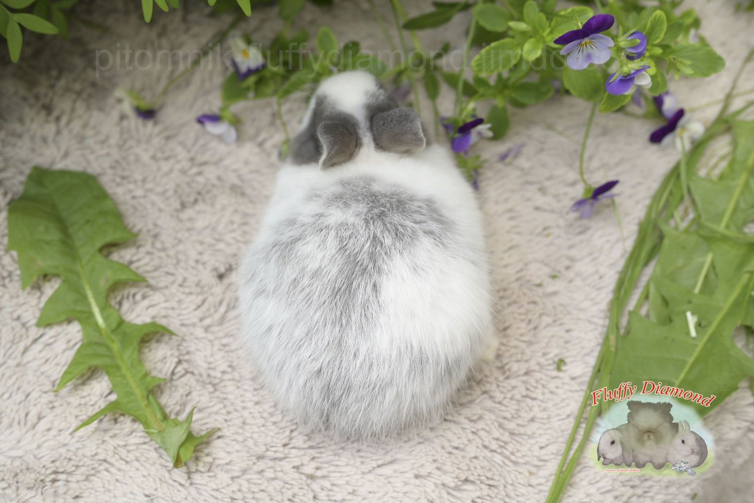 Карликові кролики з розплідника "Fluffy Diamond" Нідерландський карлик