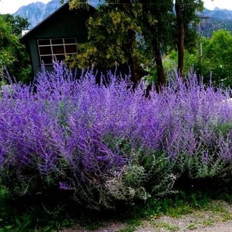 Perowskia - Perovskia  (rosyjska szałwia) jak lawenda DUŻE sadzonki