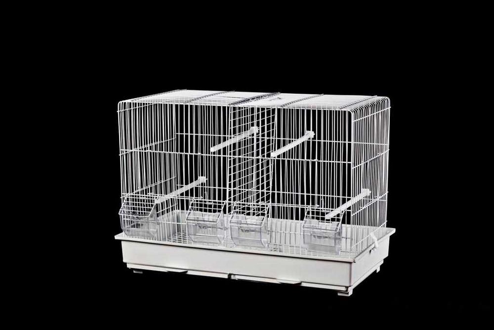 Roseicollis/Agraponis domésticados