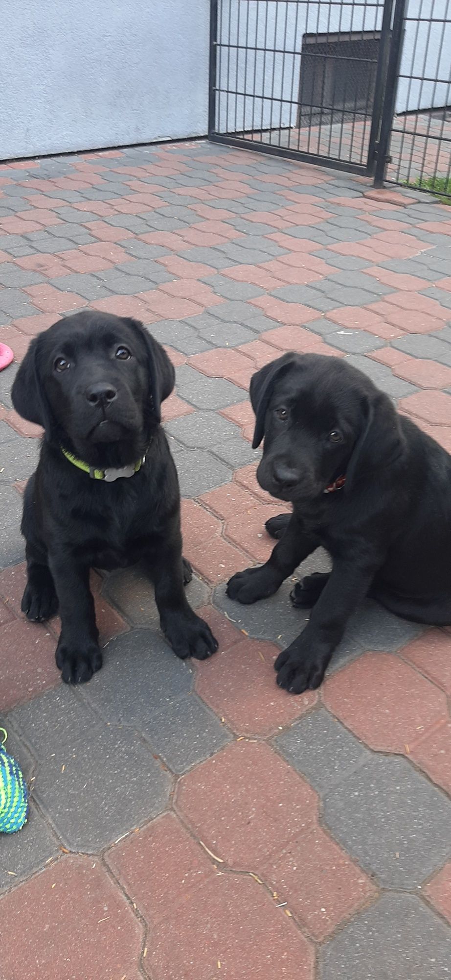 Labrador Retriever FCI