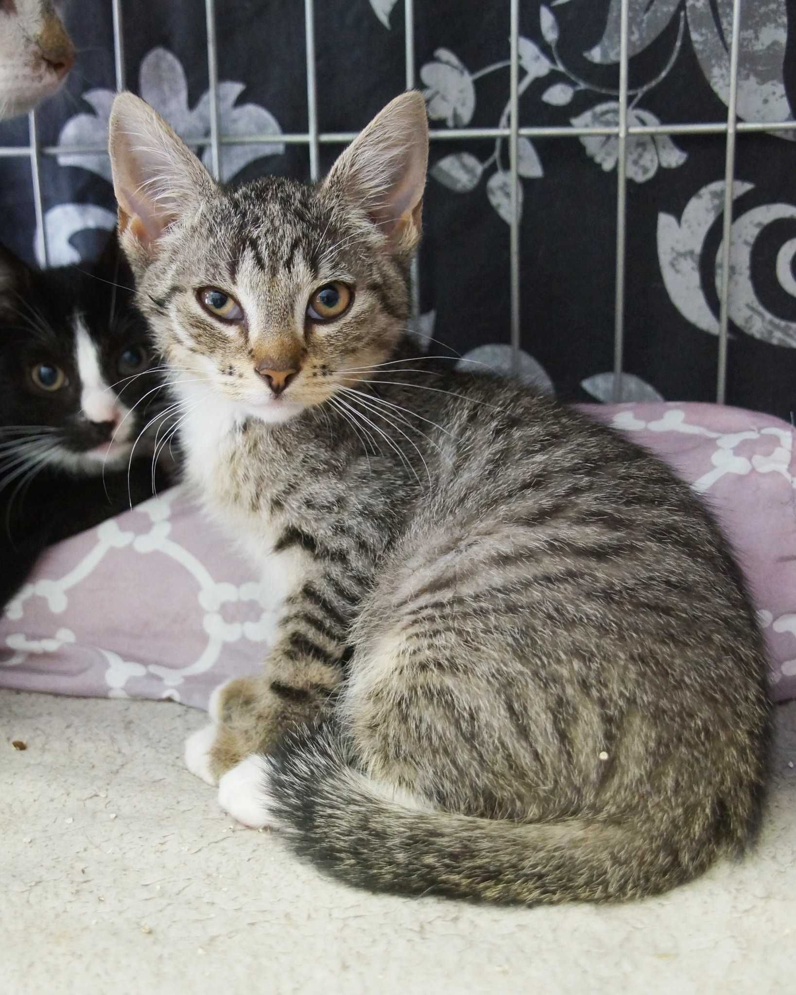 Gryzelda - pręgowana młodziutka koteczka do adopcji.