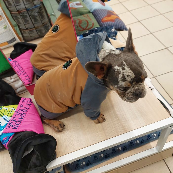 Курточка і кофточка для собачки