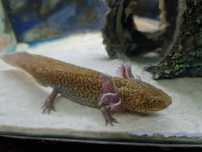 Axolote bebê água fria