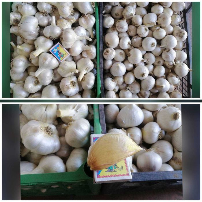 Продам часник Рокамболь Кіпрський