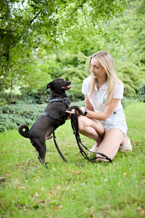 Fado – energiczny pies szuka domu pełnego miłości i zrozumienia!