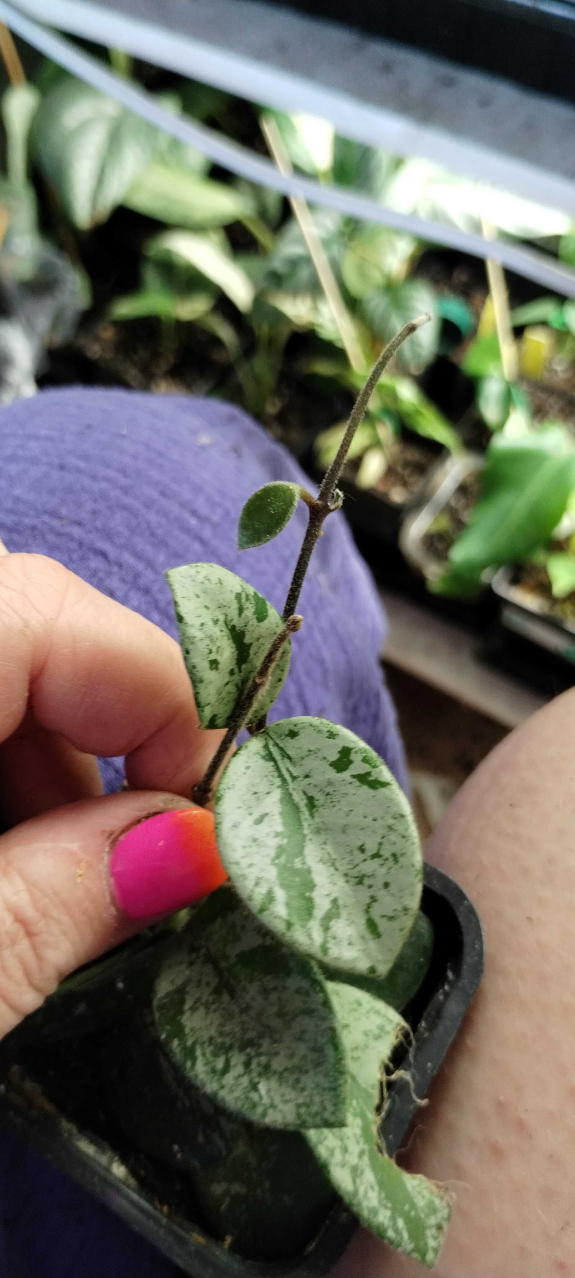 hoya mathilde splash-cięta