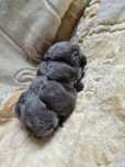 Mini lop Rasowe Króliczki