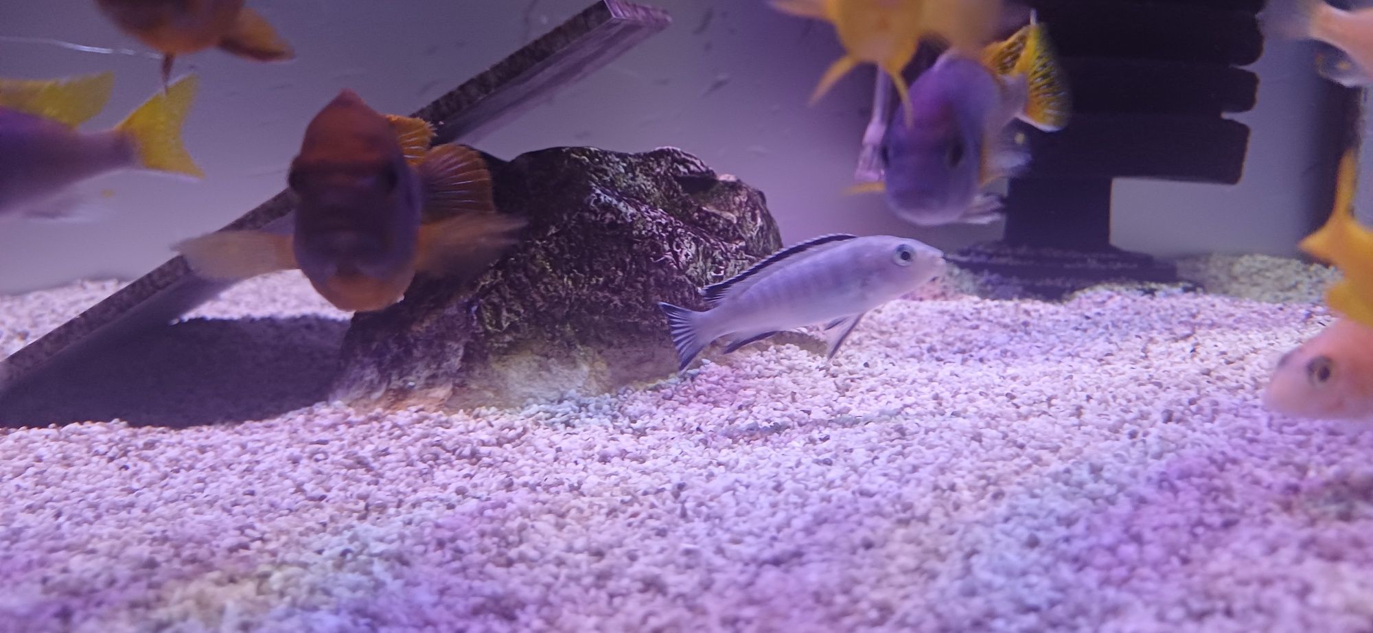 samice Pyszczaka  Pseudotropheus socolofi Pyszczak niebieski