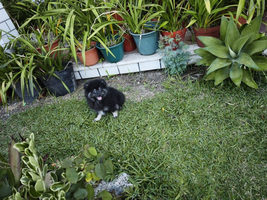 Spitz alemão anão Lulu da Pomerânia criado em ambiente familiar