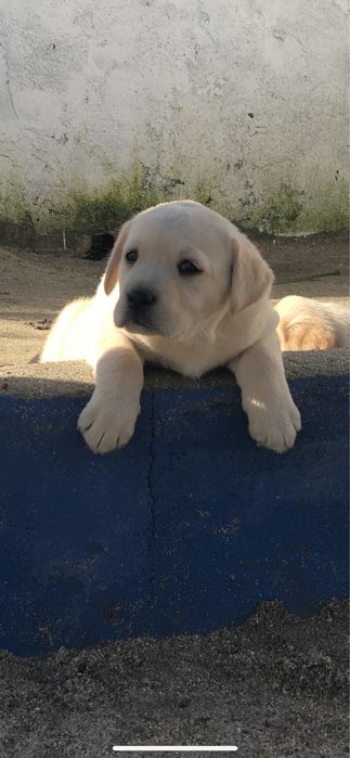 Labrador retriever beje