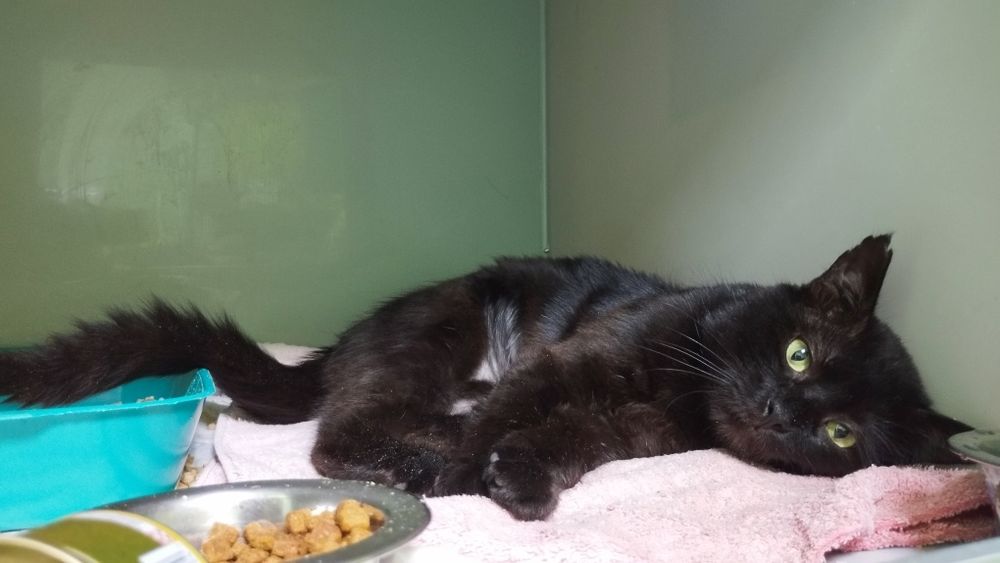 Молоденькому Сенечкі потрібен дім