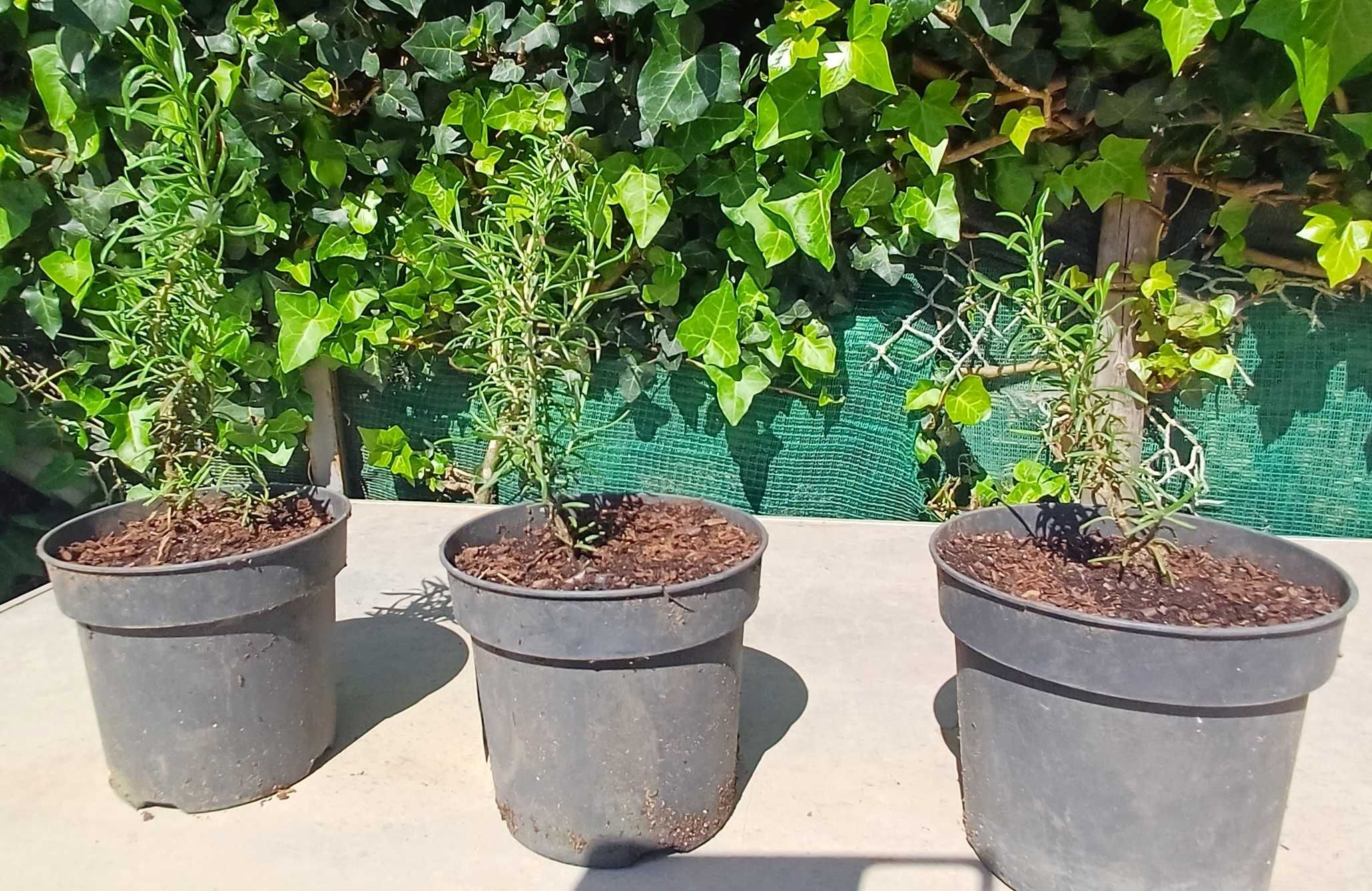 Planta Alecrim biológico em vaso