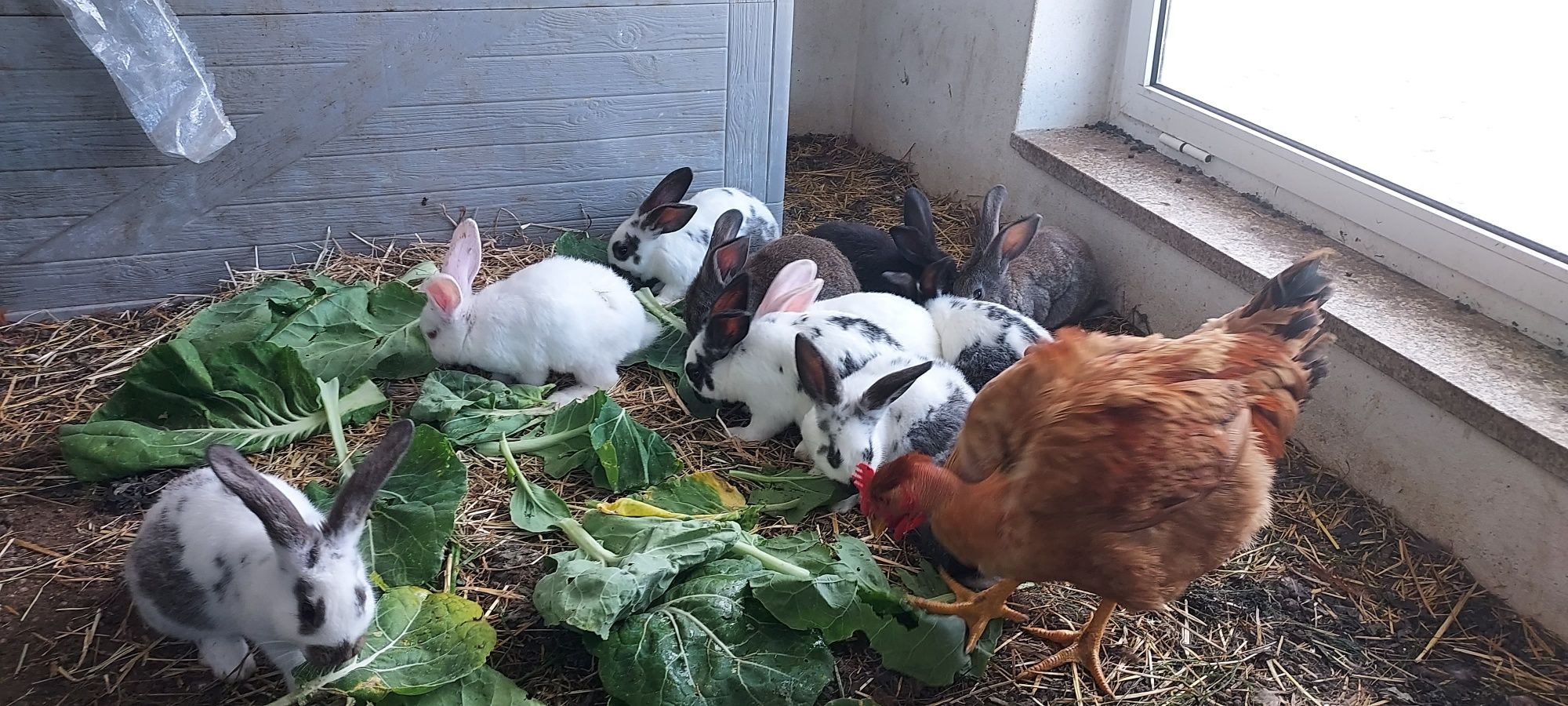 Coelhos criação tradicional