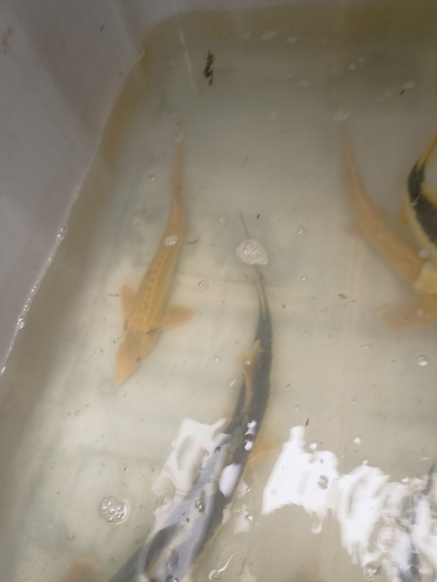 Sandacz wiosenny karp Amur Lin Jesiotr i wiele innych