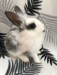Królik domowy do adopcji