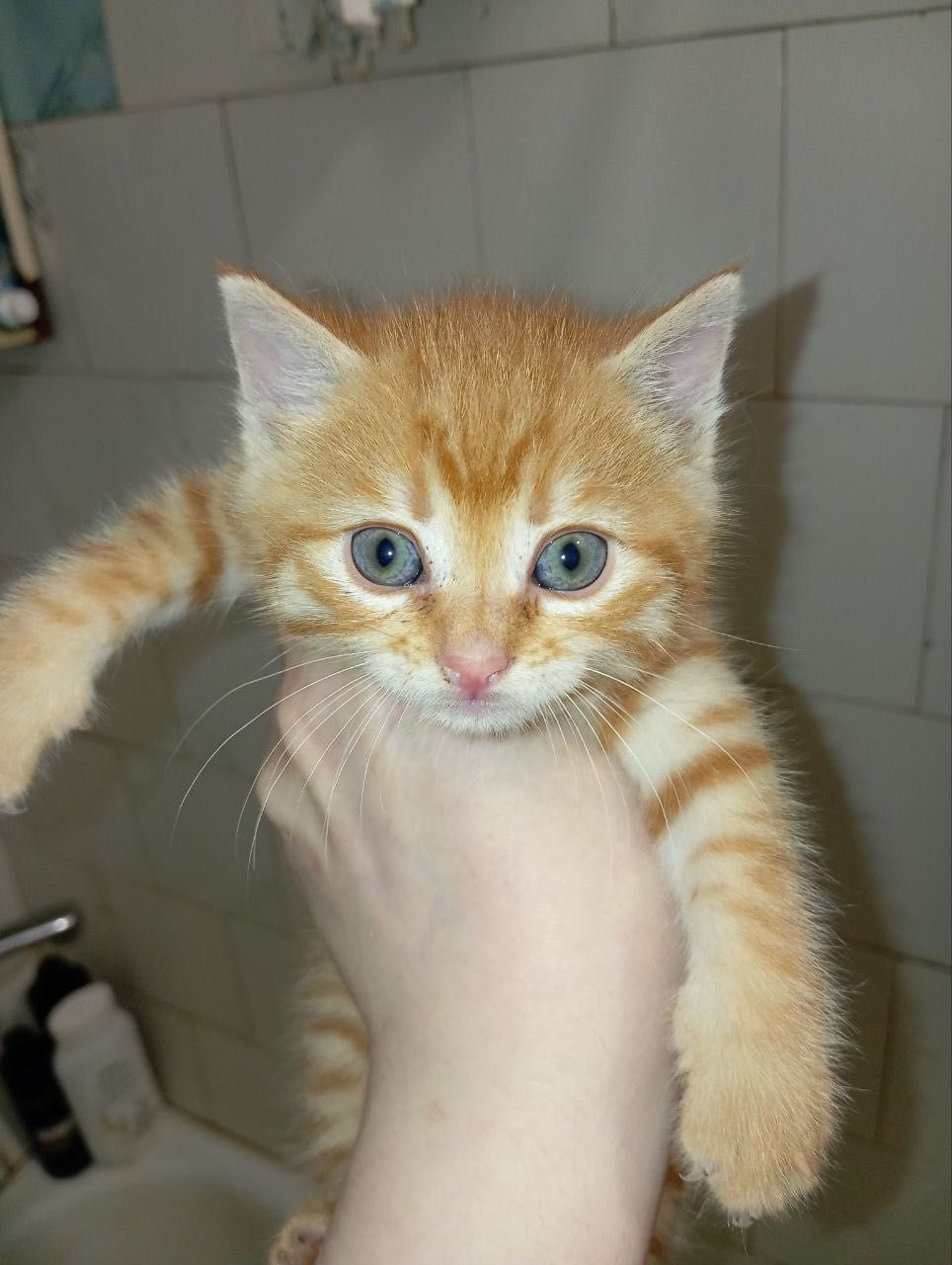 Рыжий котенок бесплатно
