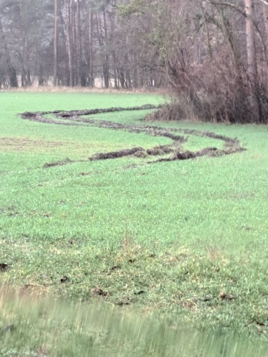 Żyto serafino heltop dańkowskie
