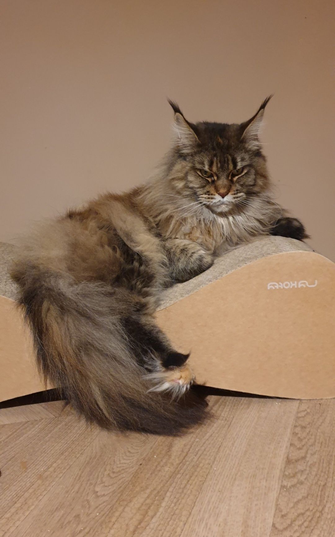 Champion Ami Cats My Love *PL