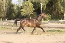 Bella- klacz SP , 3 letnia