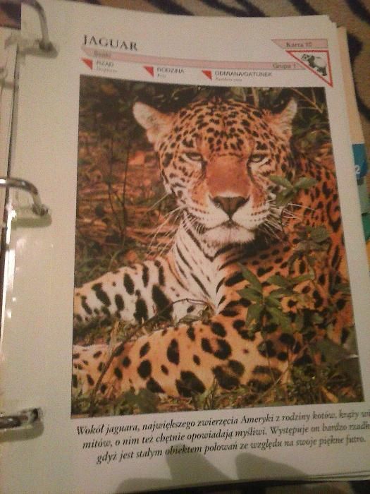 Encyklopedia Zwierząt od A do Z