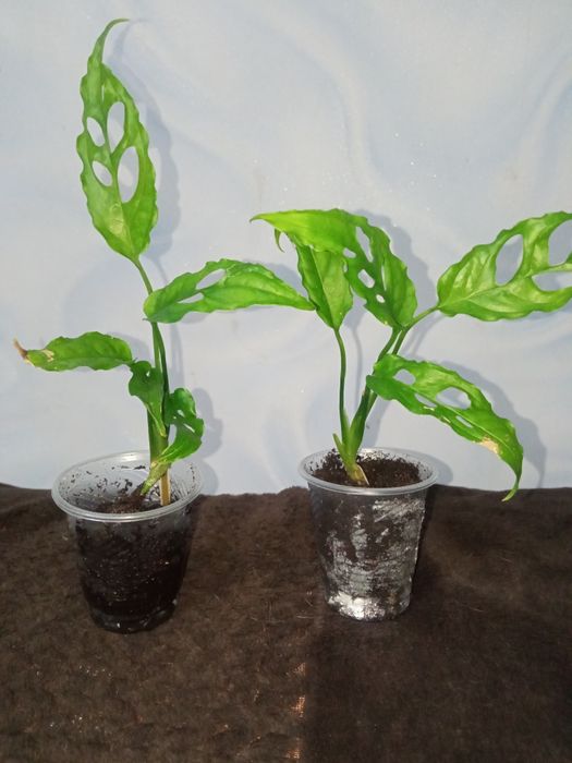 Монстера Обліква Перу